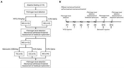 The plasma fibrinogen levels in the nitroglycerin-induced chronic migraine rat model and its association between migraine-associated vestibular dysfunction